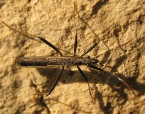Réf. 42 575 : Micrelytra fossularum