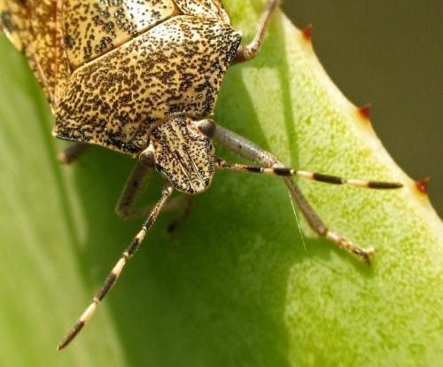 Réf. 42 969 : Rhaphigaster nebulosa