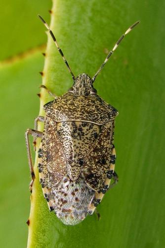 Réf. 42 970 : Rhaphigaster nebulosa