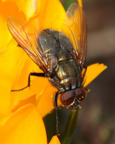 Réf. 42 342 : Eudasyphora cyanella