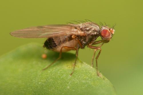 Scaptomyza pallida