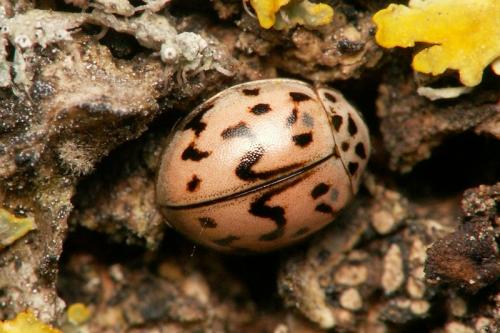 Oenopia doublieri