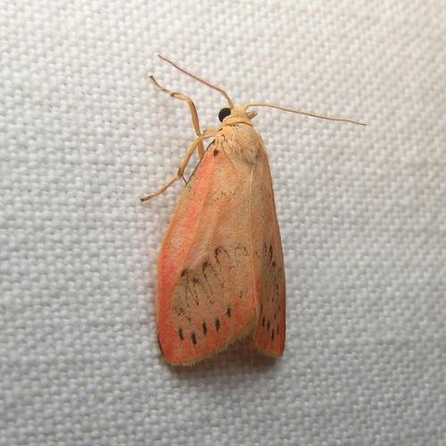 Réf. 42 037 : Miltochrista miniata