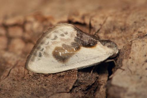 Cilix glaucata