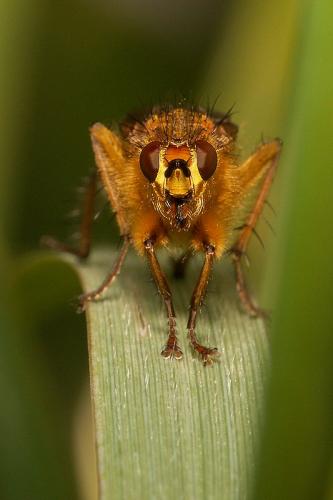 Scathophaga stercoraria