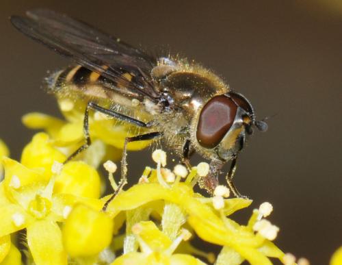 Melangyna lasiophthalma