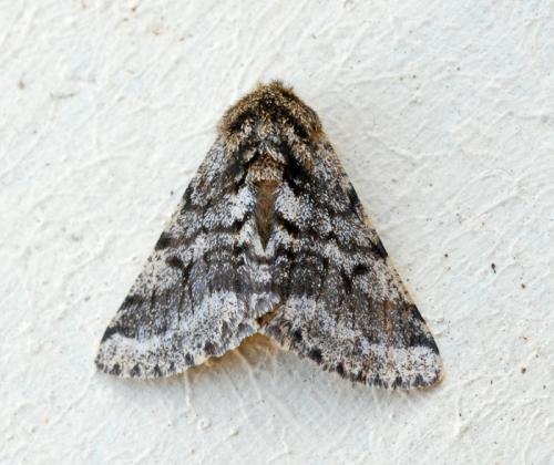 Réf. 42 607 : Lycia hirtaria