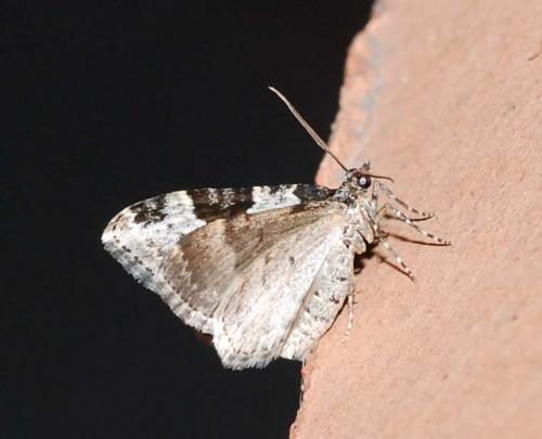 Xanthorhoe fluctuata