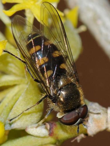 Melangyna lasiophthalma