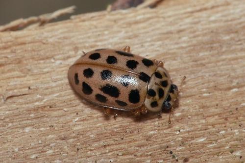 Anisosticta novemdecimpunctata