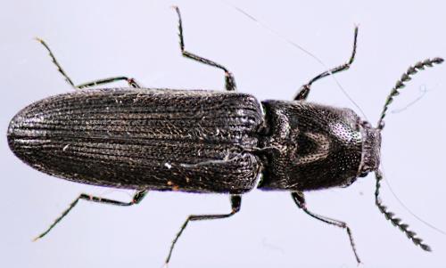 Réf. 42 327 : Limonius sp.