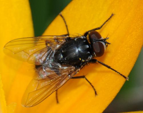 Réf. 42 257 : Musca autumnalis