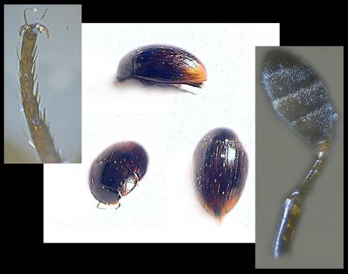 Cercyon sp.