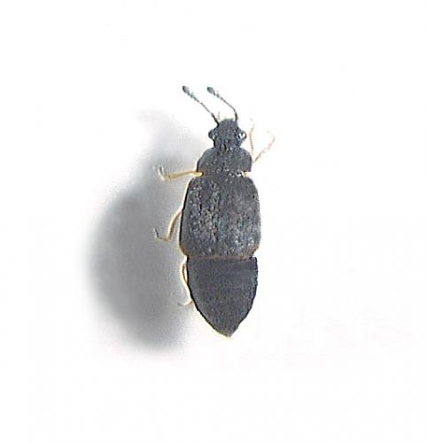Réf. 42 247 : Proteinus sp.