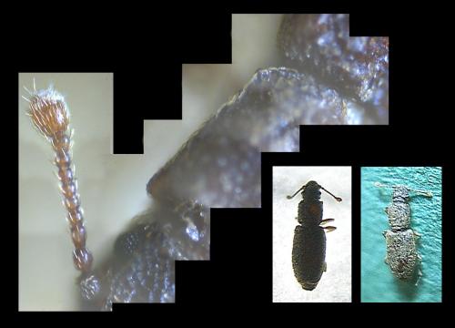 Réf. 42 044 : Monotoma testacea