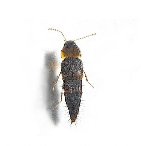 Tachyporus sp.
