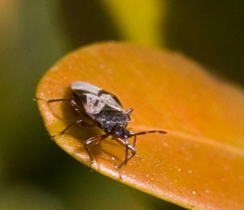 Anthocoris nemoralis
