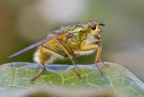 Scathophaga stercoraria