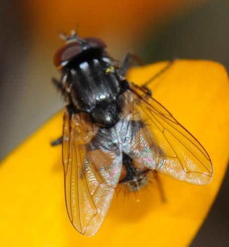 Musca autumnalis