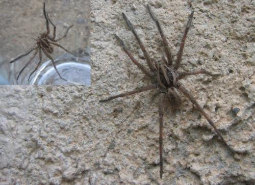Hogna radiata