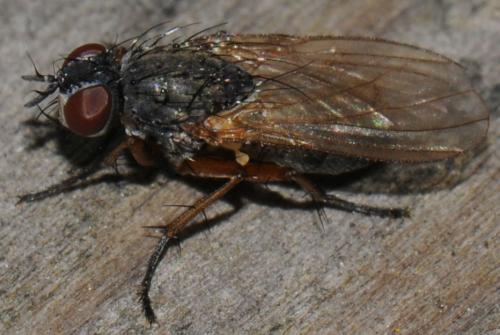 Coenosia sp.