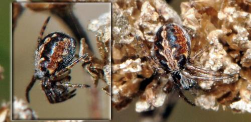 Aculepeira sp.