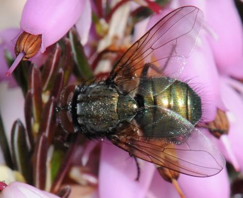 Réf. 42 366 : Eudasyphora cyanella