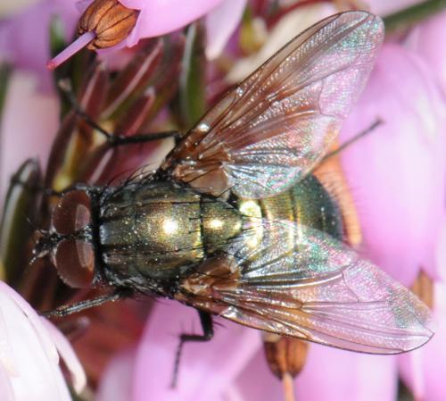 Réf. 42 370 : Eudasyphora cyanella