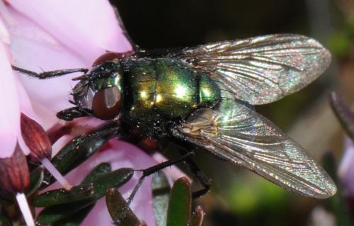 Réf. 42 369 : Neomyia cornicina