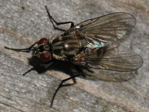 Réf. 42 463 : Limnophora maculosa