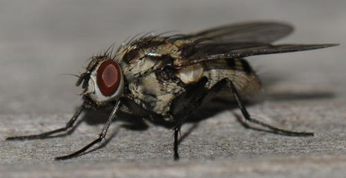 Réf. 42 464 : Limnophora maculosa