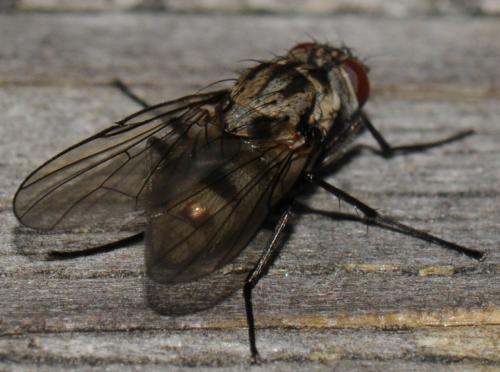 Réf. 42 465 : Limnophora maculosa
