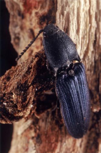 Réf. 42 534 : Limoniscus violaceus