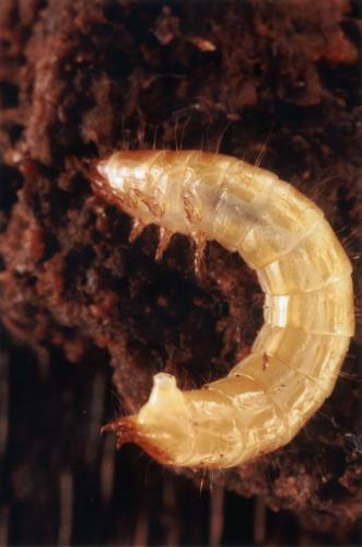 Réf. 42 696 : Limoniscus violaceus