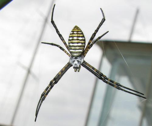 Réf. 42 722 : Argiope trifasciata