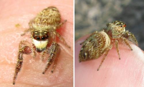 Macaroeris sp.