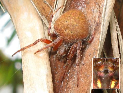 Réf. 42 108 : Neoscona sp.