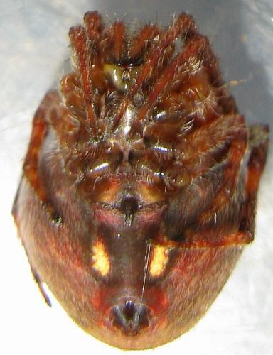 Réf. 42 110 : Neoscona sp.