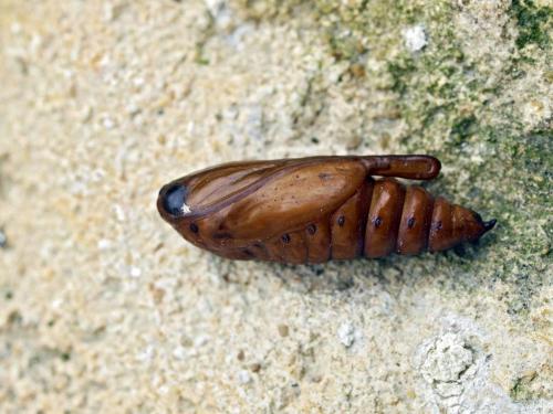 Cucullia sp.
