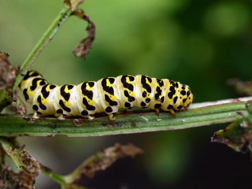 Réf. 42 491 : Cucullia lychnitis