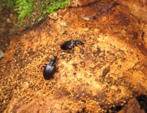Réf. 42 157 : Platynus assimilis