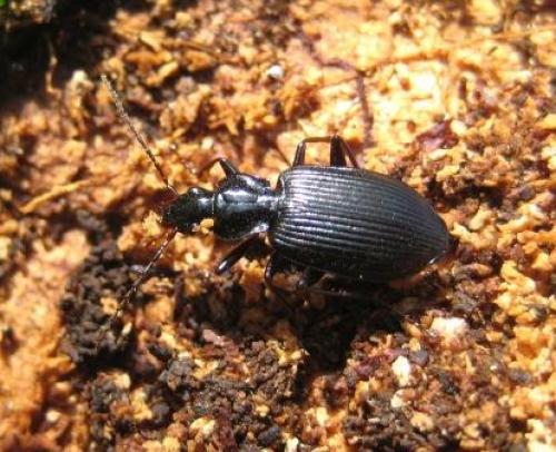 Réf. 42 156 : Platynus assimilis