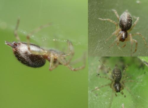 Agelena sp.