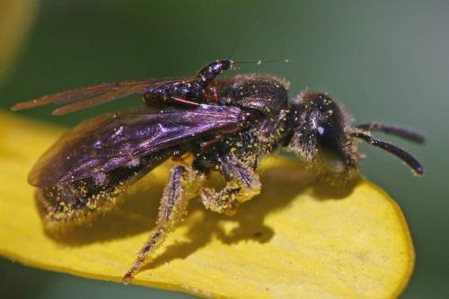 Lasioglossum sp.