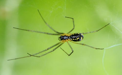 Réf. 42 324 : Neriene radiata