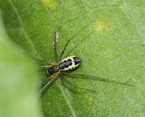 Neriene radiata