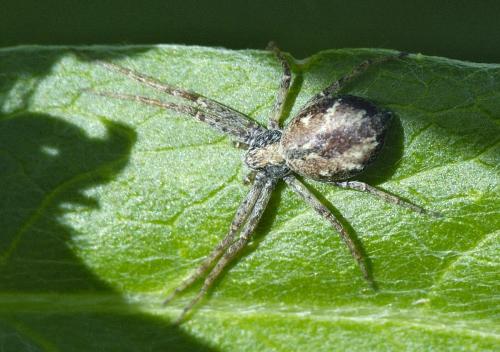 Philodromus sp.