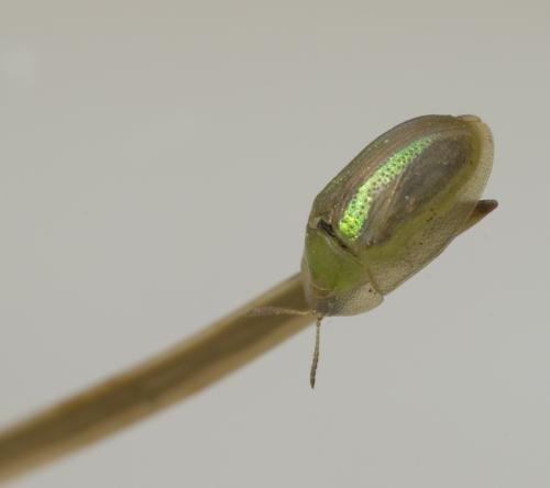 Cassida sp.