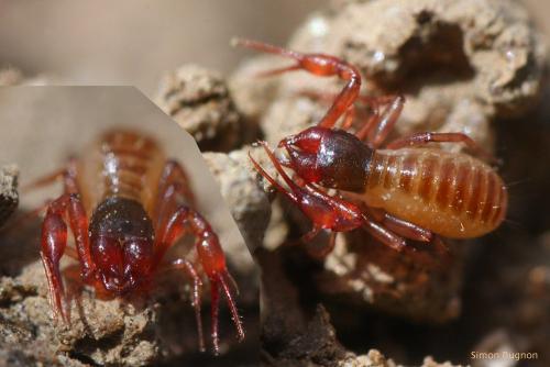Réf. 42 917 : Chthonius sp.