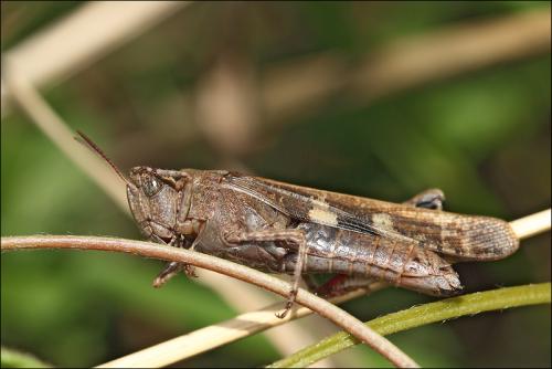 Réf. 42 611 : Aiolopus strepens